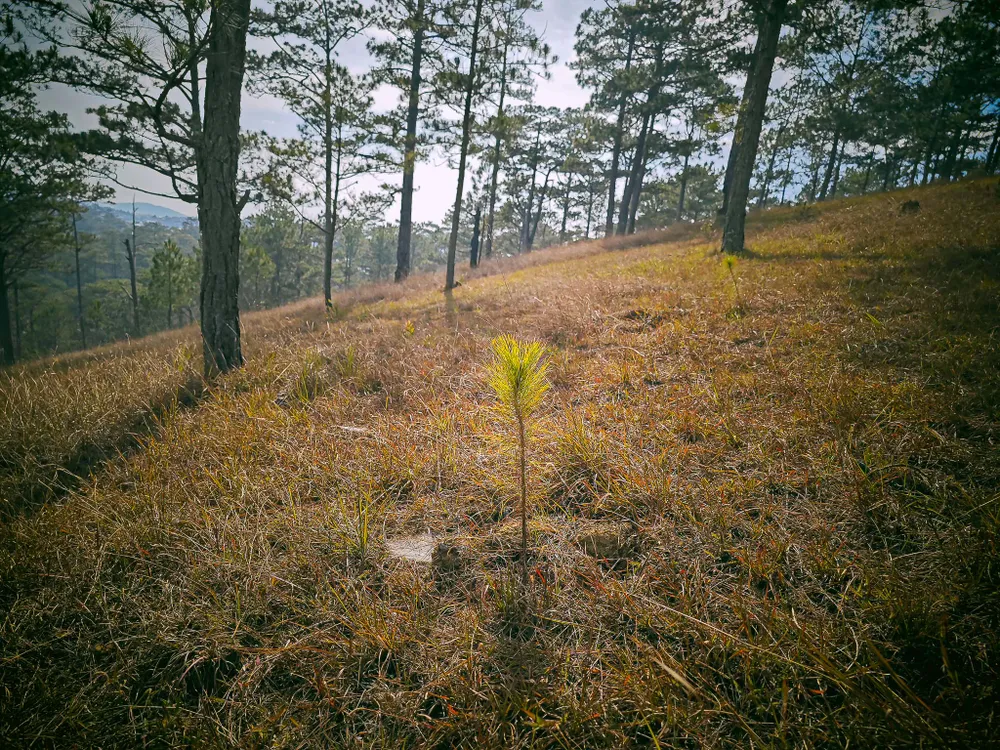 Một cây thông non vừa được trồng mới Một cây thông non vừa được trồng mới