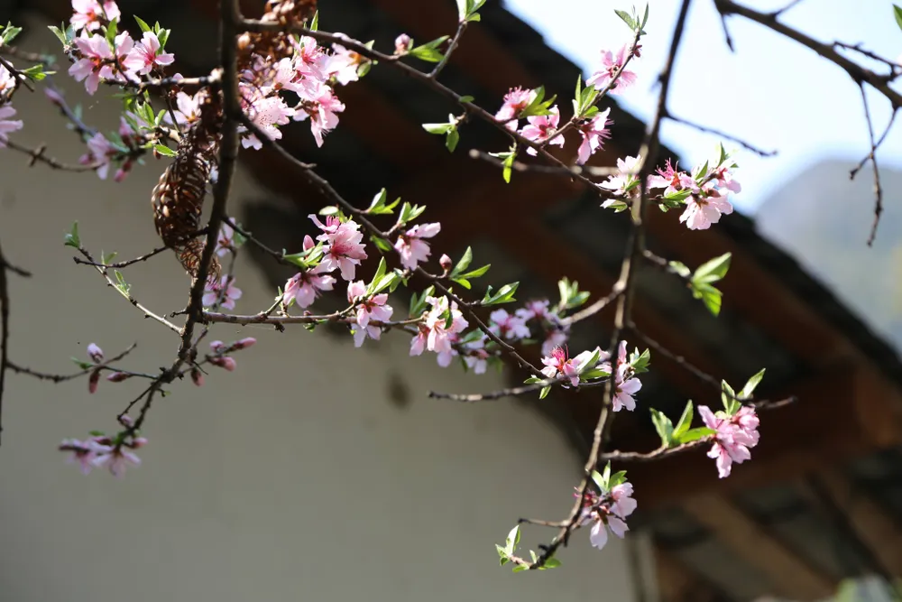 Rạng rỡ sắc hoa trên cao nguyên đá Đồng Văn ảnh 6