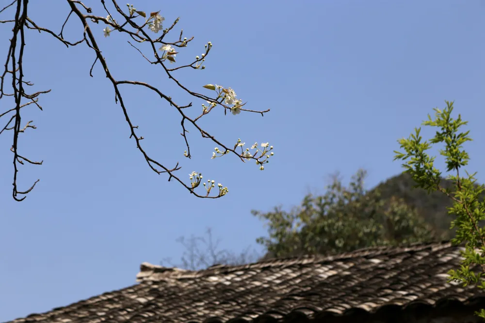 Rạng rỡ sắc hoa trên cao nguyên đá Đồng Văn ảnh 10