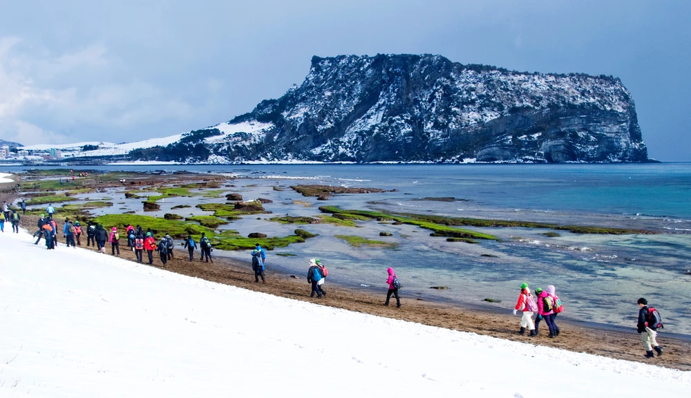 Chạy trên những cánh đồng hoa mùa xuân ở Jeju