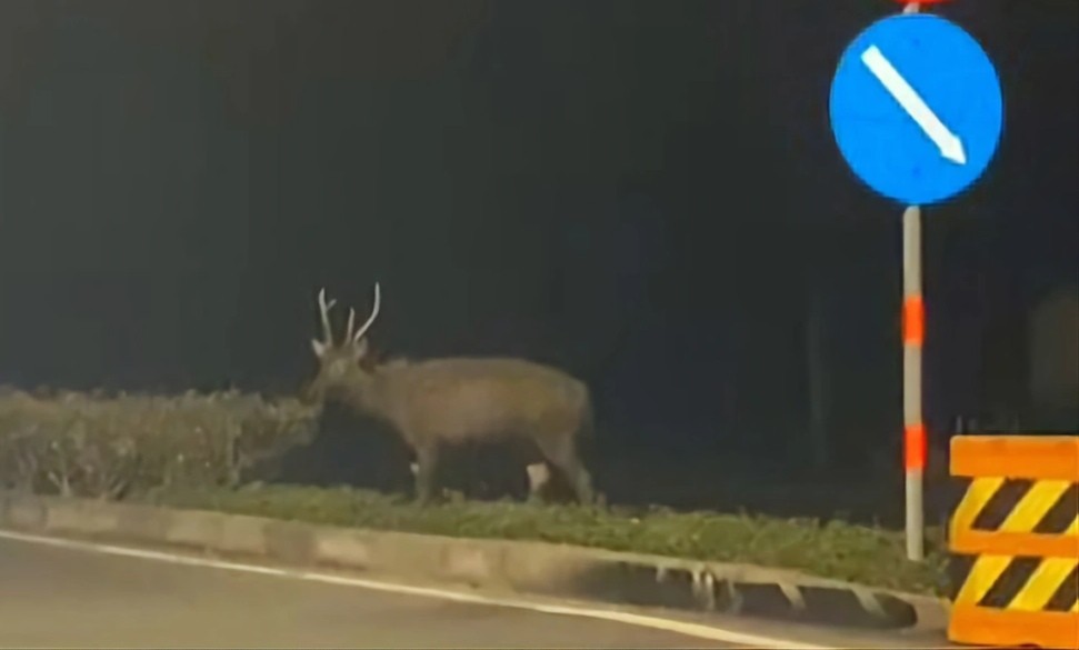 路人在街上拍下的鹿子。