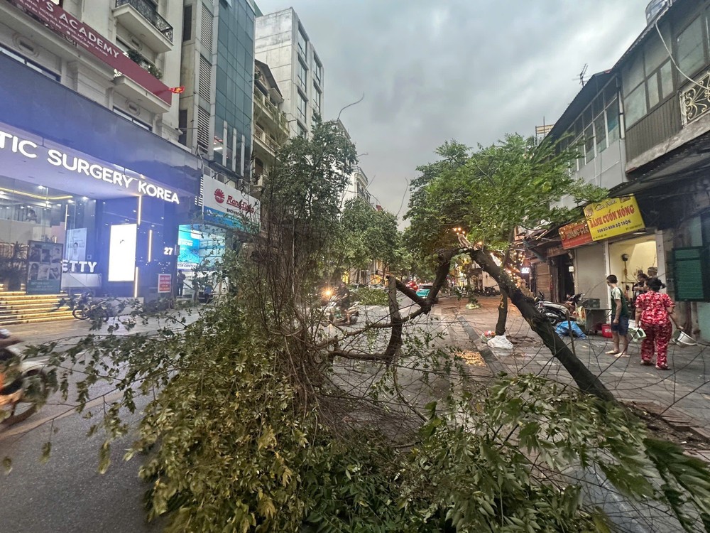 强风导致河内部分街道树木被刮倒。图自越通社