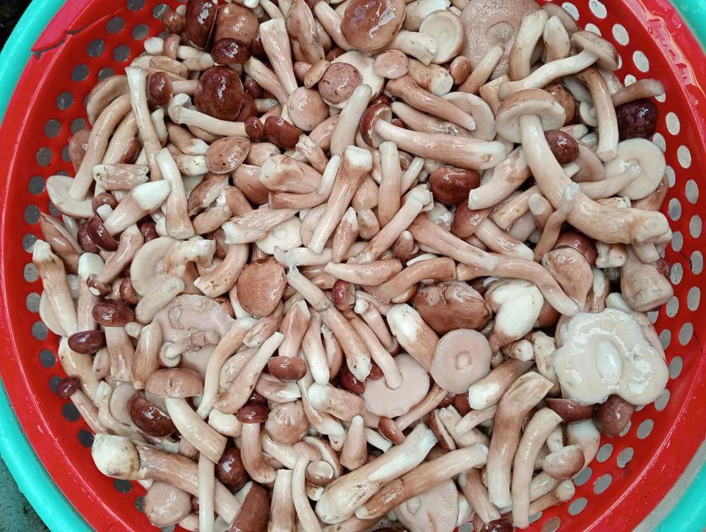 Hình 20 - Nấm tràm sau khi được sơ chế, luộc qua với nước muối cho bớt đắng.jpg