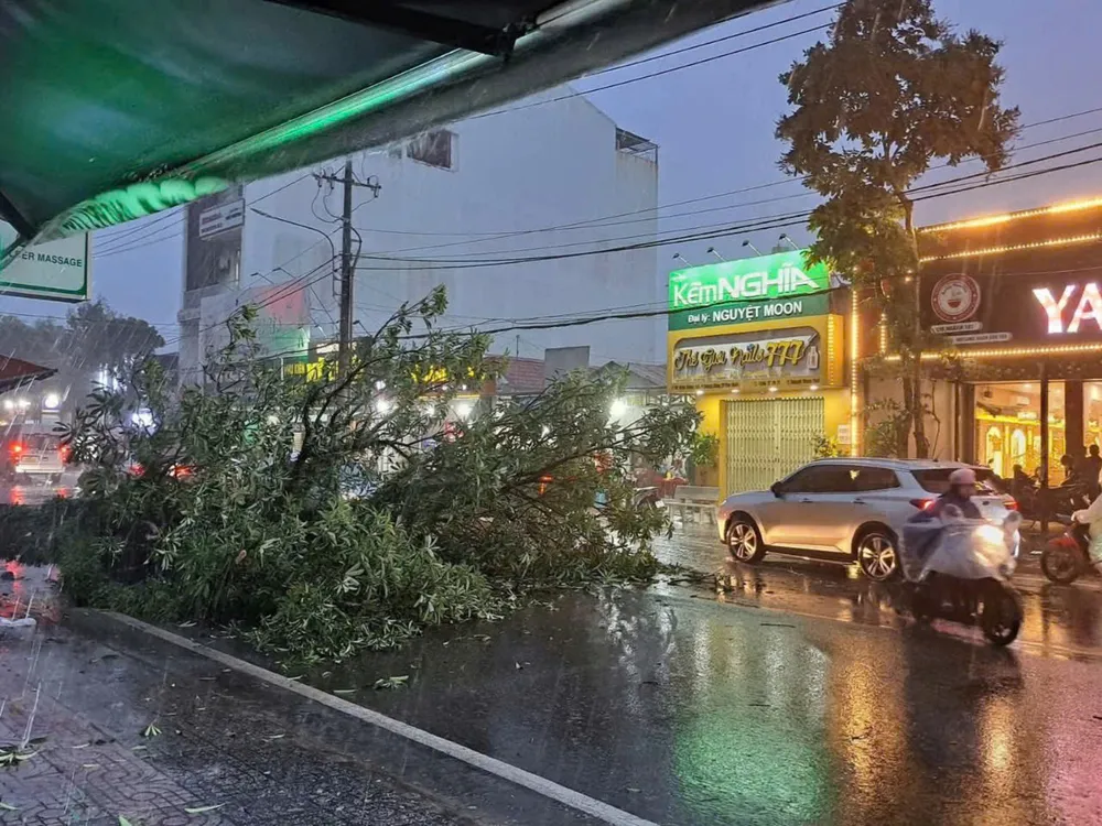 Mưa lớn, dông lốc làm cây xanh ngã đổ ra đường ở đặc khu Phú Quốc, tỉnh An Giang 7ec57be04ab3c3ed9aa2.jpg
