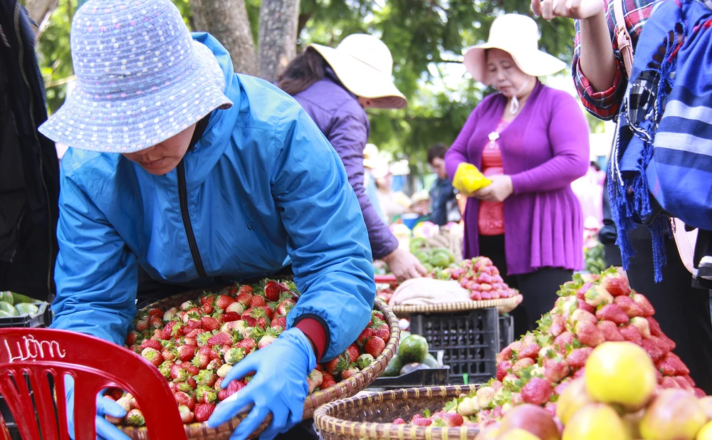 Đến chợ Đà Lạt những ngày này du khách khó cưỡng lại sức hút của những rổ dâu tây vừa mới hái từ vườn, lá trên cuốn vẫn còn tươi xanh.