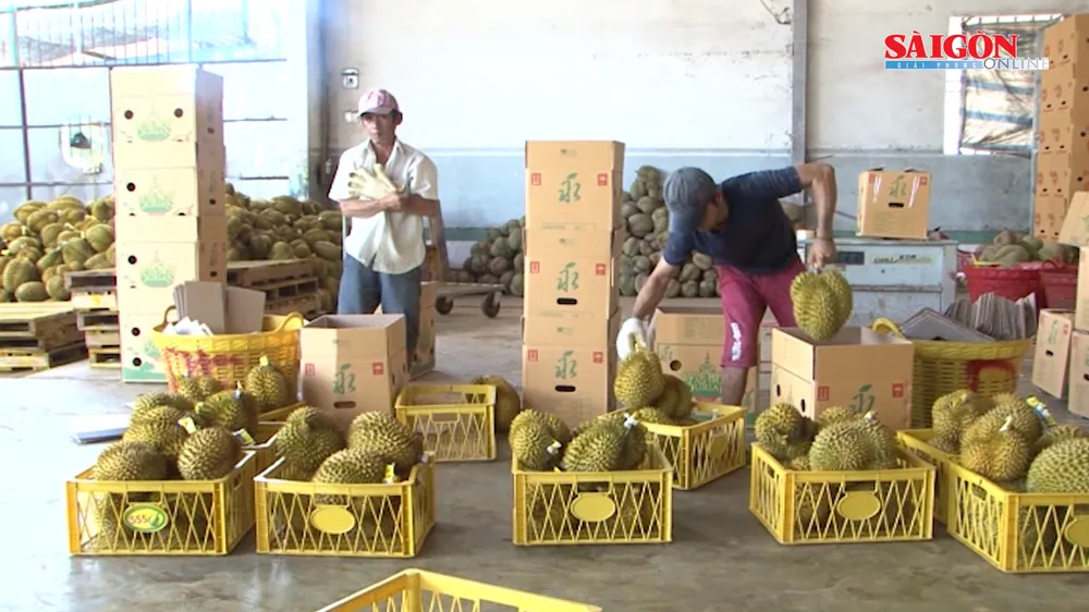 Sầu riêng Đắk Lắk được mùa, giá cao kỷ lục