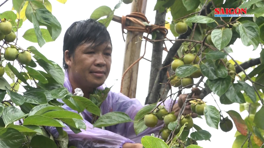 Lạng Sơn: Người dân hái hồng vành khuyên bằng thang tre tự chế