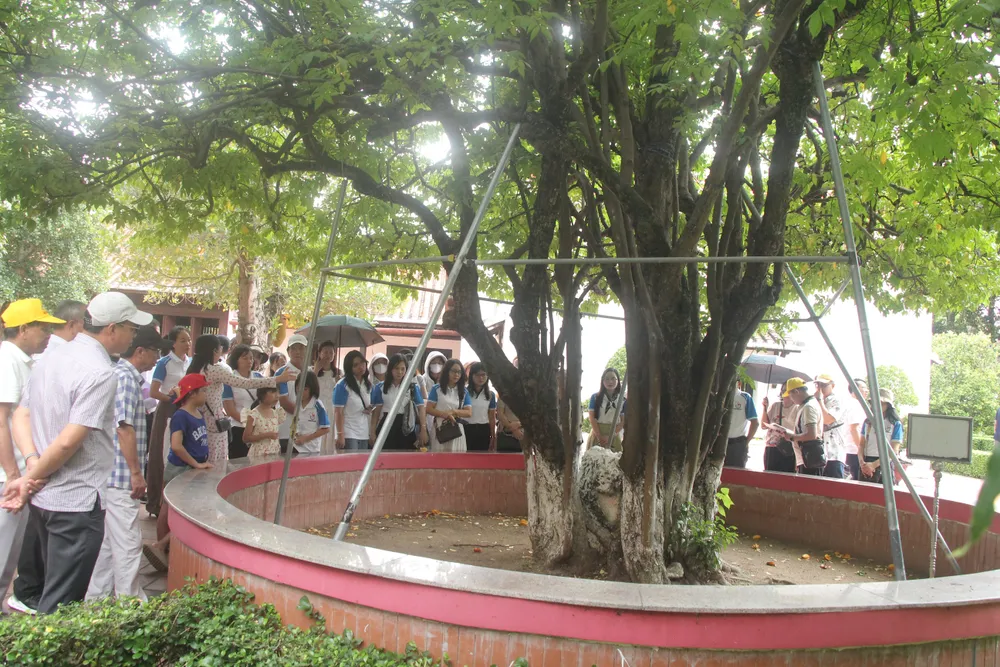 Thăm quan "cây khế Bác Hồ" trong Khu di tích. Ảnh: QUANG HUY 3.JPG