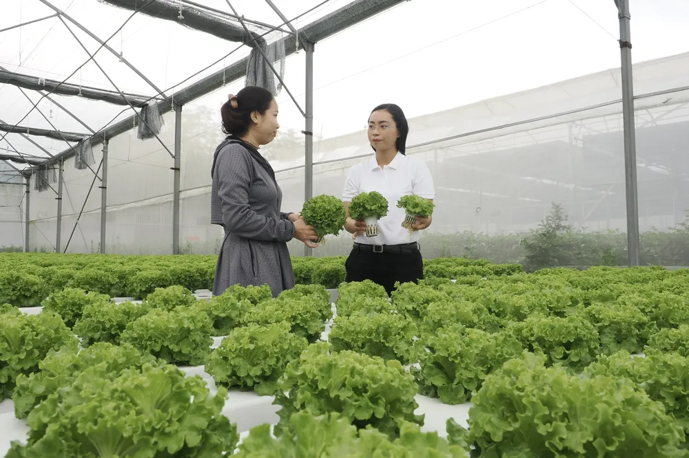 Sản xuất NNCNC tại Khu Nông nghiệp công nghệ cao TPHCM ở xã Nhuận Đức. ẢNH HOÀNG HÙNG