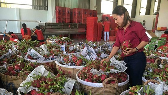 Dragon fruits are prepared to be exported to the US. (Photo: SGGP)