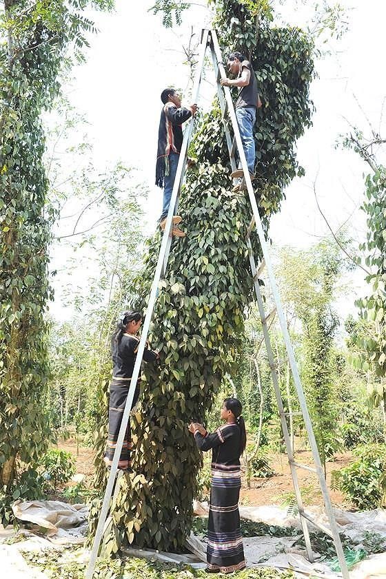 Farmers harvest pepper in Dak Lak Province. (Photo: SGGP)