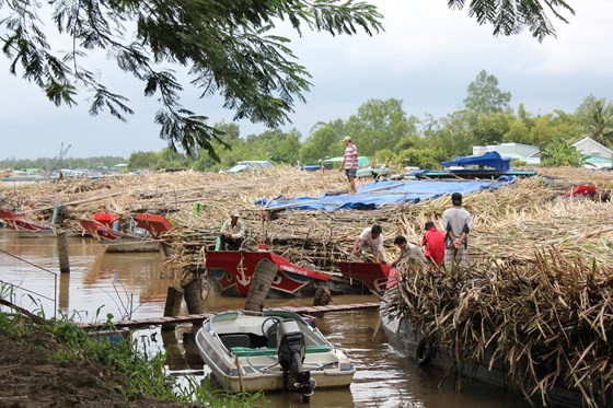 Vi Thanh Sugar Refinery halts operation due to a shortage of sugarcanes. (Photo: SGGP)