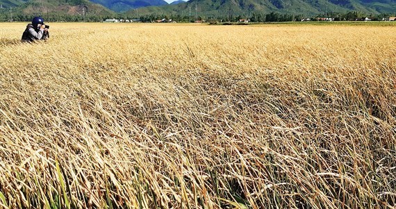 Paddy fields wither due to drought in Binh Dinh Province. (Photo: SGGP)