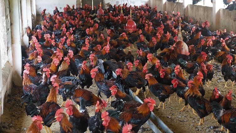 Vietnamese enterprises massively increase poultry farming