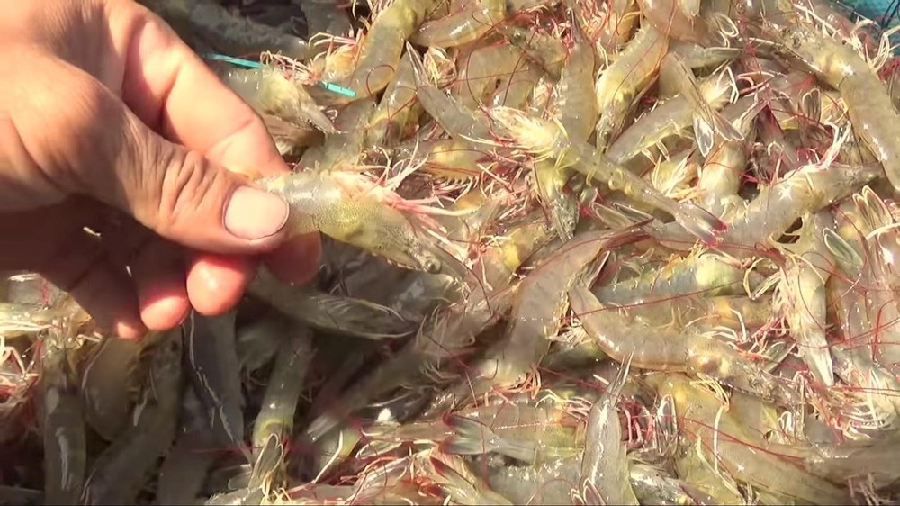 US imposes zero percent import tariff on Vietnamese shrimps