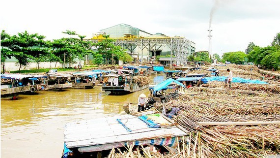 Many sugar refinery plants go bankrupt. (Photo: SGGP)