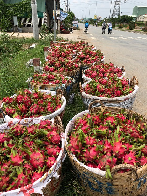 Farmers expand dragon fruit area in spite of declining prices