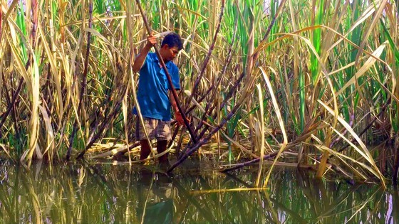 Several areas of sugarcanes are flooded, causing their leaves to turn yellow. (Photo: SGGP)