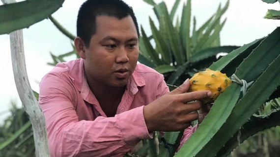 Ecuadorian dragon fruits are successfully grown by farmer Nguyen Duy Khang. (Photo: SGGP)