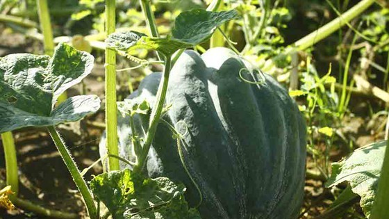 Farmers enjoy bumper pumpkin harvest but low price