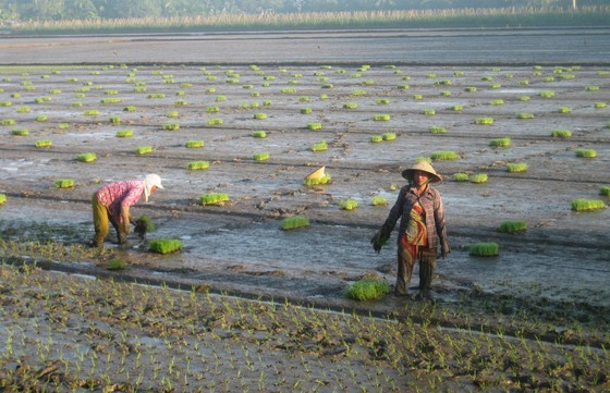 Farmers to finish growing 1.2 million hectares of rice by November’s end