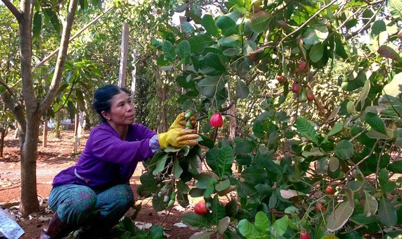 A cashew field in Dong Tam Commune in Dong Phu District in Binh Phuoc Province. (Photo: SGGP)