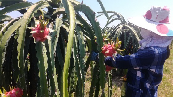 The price of dragon fruits unexpectedly recovers but the supply is scarce. (Photo: SGGP)