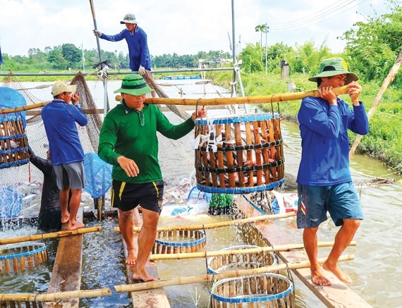 Farmers harvest pangasius fish. (Photo: SGGP)