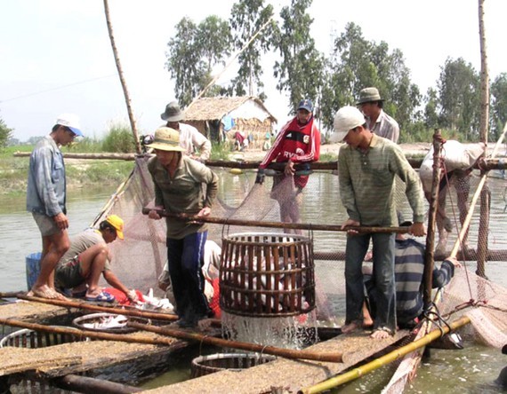 Farmers harvest pangasius fish. (Photo: SGGP)