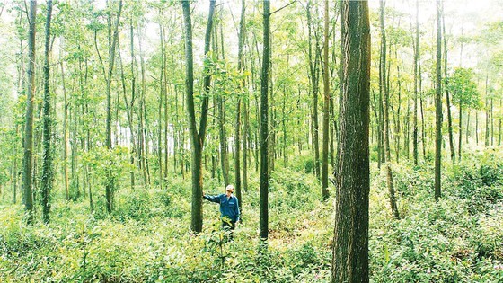 Mr. Le Bien Hoa, a farmer in Trung Son Commune in Gio Linh District in Quang Tri Province, was a pioneer in FSC-certified afforestation across the country. (Photo: SGGP)