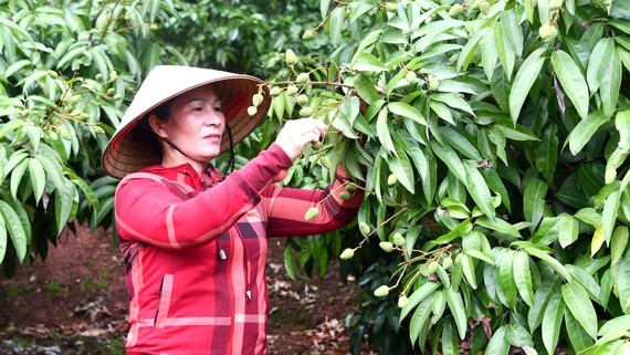 The woman taking care of a litchi orchard in Bac Giang province 