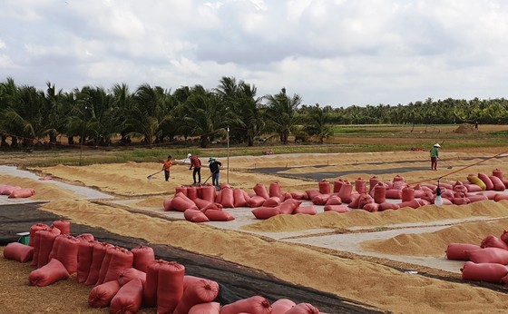 The rice production of the summer-autumn rice crop is expected to exceed 9.1 million tons of paddy. (Photo: SGGP)