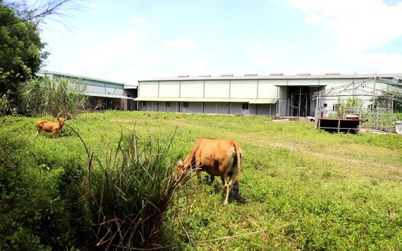 Billion-Vietnamese-dong meat processing factory abandoned