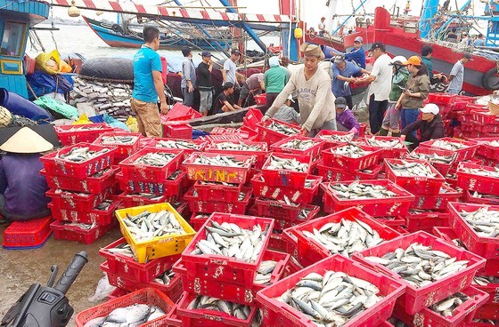 Thuan An Fishing Port in Thua Thien – Hue Province is crowded with sellers and buyers. (Photo: SGGP)