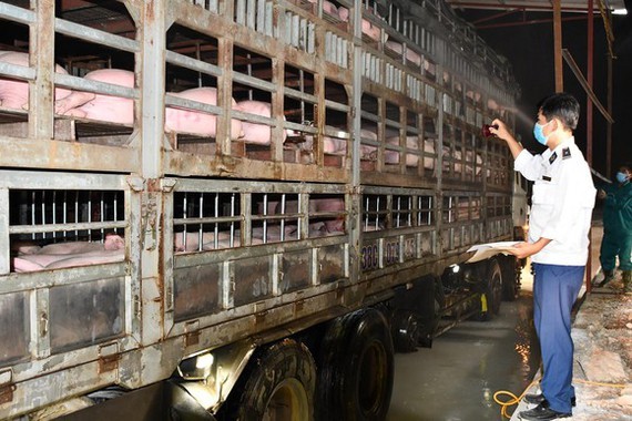 Live pigs imported from foreign countries are quarantined at Cau Treo Border Gate in Ha Tinh Province. (Photo: MARD}