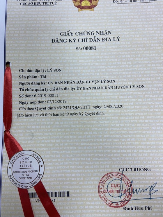 Ly Son garlic receives certificate of geographical indication registration ảnh 1 Ly Son garlic receives certificate of geographical indication registration ảnh 1
