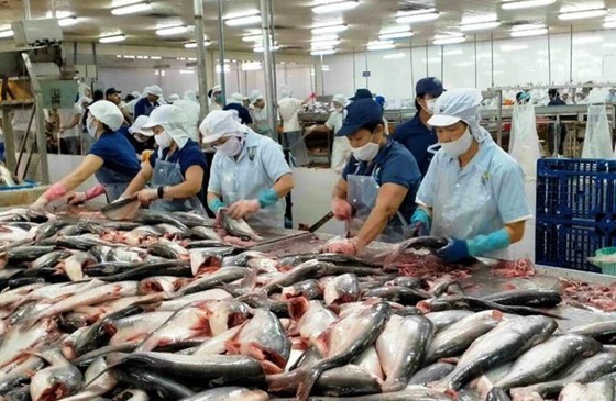Low pangasius prices cause heavy losses for farmers in Mekong Delta ảnh 2 Low pangasius prices cause heavy losses for farmers in Mekong Delta ảnh 2