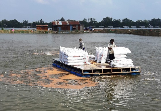 Low pangasius prices cause heavy losses for farmers in Mekong Delta ảnh 1 Low pangasius prices cause heavy losses for farmers in Mekong Delta ảnh 1