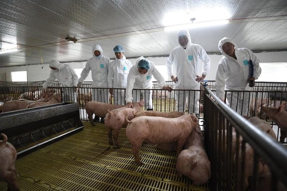 A delegation led by the Minister of Agriculture and Rural Development visits pig farms in My Duc Commune in Hai Phong City. (Photo: SGGP)