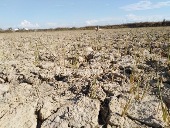 Rice fields in Nghe An Province are dry because of hot temperatures and a shortage of water. (Photo: SGGP)