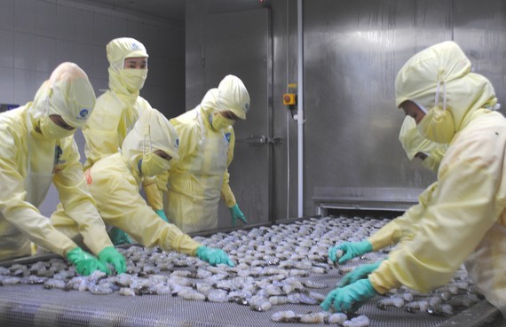 Processing shrimps for export in Ca Mau Province. (Photo: SGGP)