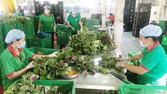 The processing factory of Phu Loc Cooperative in Cu Chi District in Ho Chi Minh City. (Photo: SGGP)