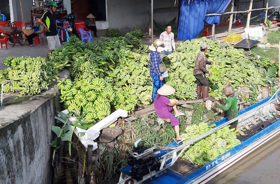 Traders collect bananas in the Mekong Delta. (Photo: SGGP)