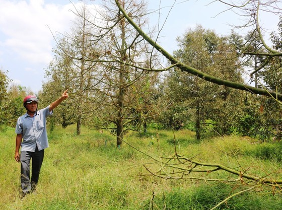 Over 11,180 hectares of fruits trees face dead loss due to drought ảnh 1 Over 11,180 hectares of fruits trees face dead loss due to drought ảnh 1