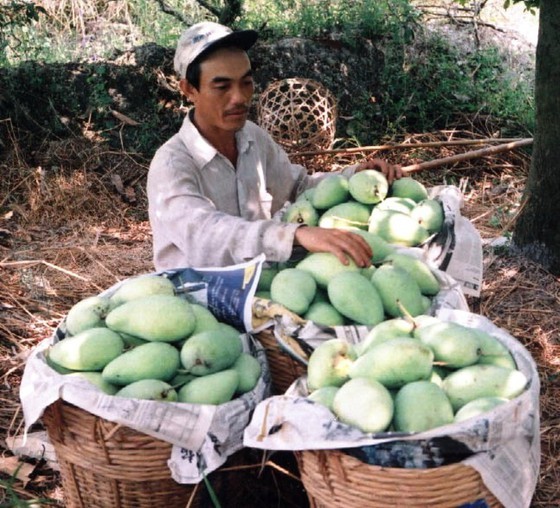 Over 11,180 hectares of fruits trees face dead loss due to drought ảnh 2 Over 11,180 hectares of fruits trees face dead loss due to drought ảnh 2
