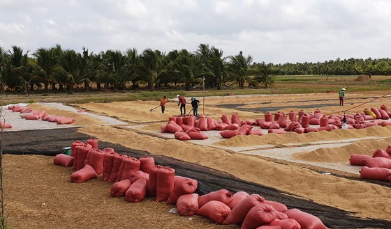 Rice prices continue to remain at high levels, helping farmers in the Mekong Delta to ensure profits. (Photo: SGGP)