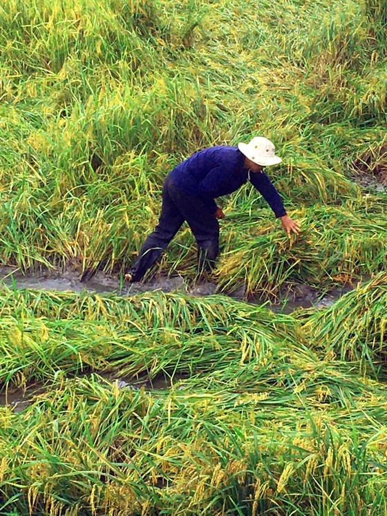 More than 6,000 hectares of rice were fallen, causing heavy losses to farmers in Hau Giang Province.  (Photo: SGGP)