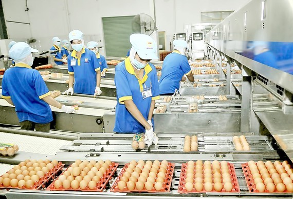 Egg packaging line at Ba Huan Joint Stock Company. (Photo: SGGP)