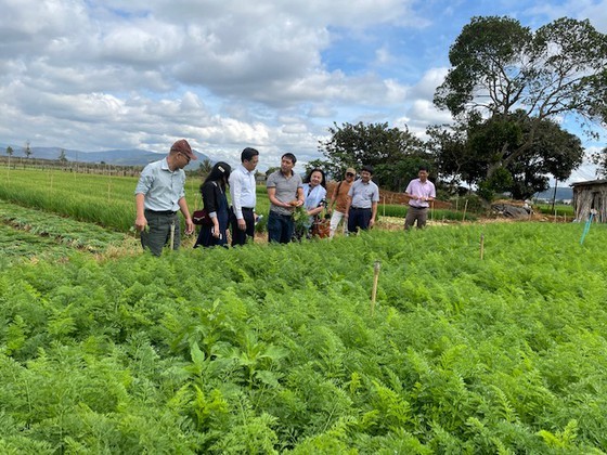 The delegation of Ho Chi Minh City led by Mr. Le Huynh Minh Tu, Deputy Director of the Department of Industry and Trade, visits the carrot farm of Xuan Thai Thinh Company. (Photo: SGGP)