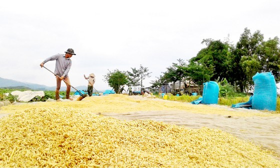 Rice harvesting in the Mekong Delta. (Photo: SGGP)